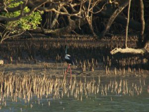 Jabiru Woods inlet mangroves