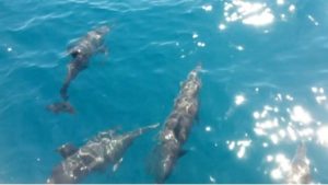 Small dolphins off Darwin