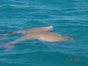 Fannie Bay dugong mother and calf